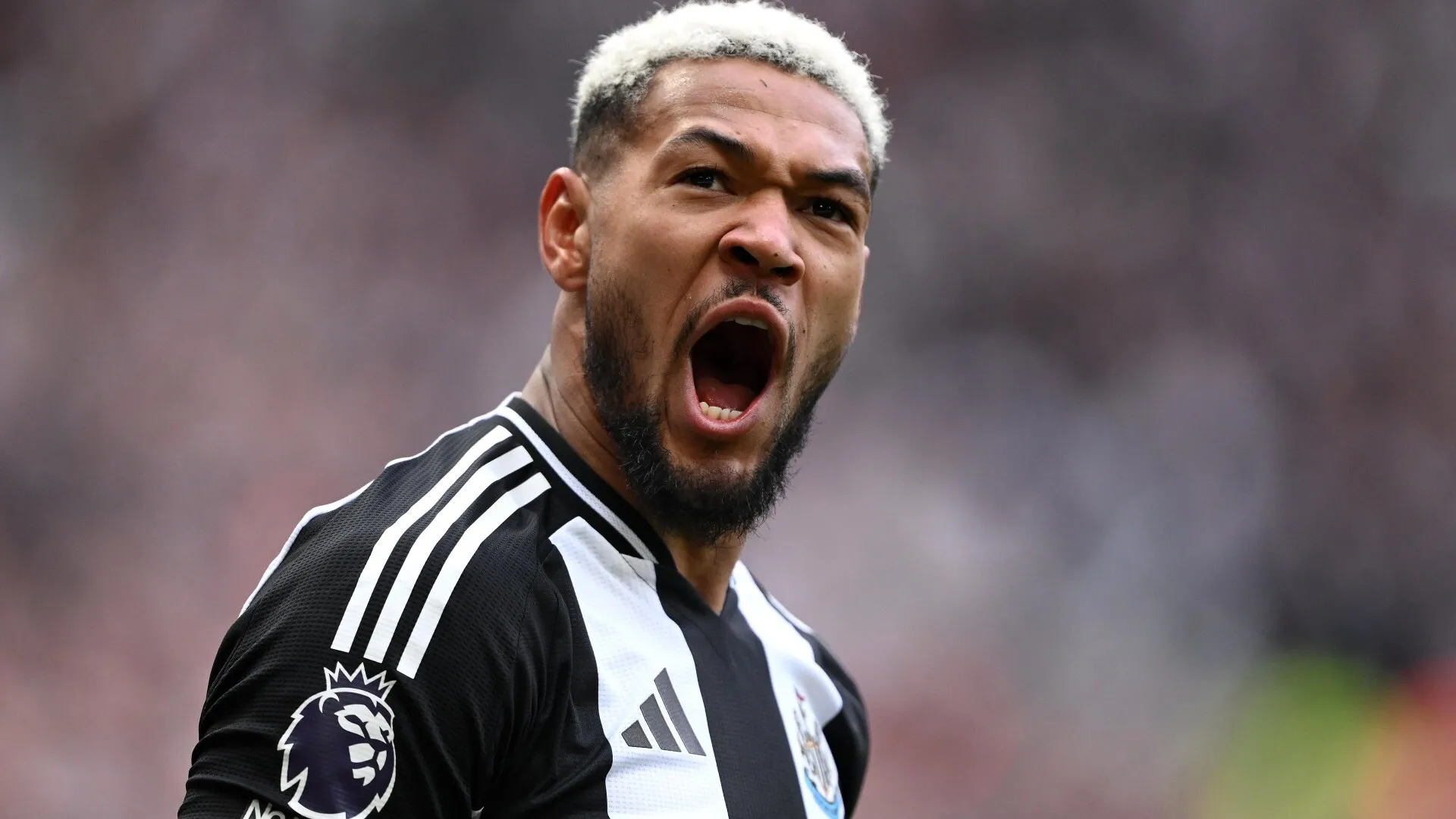 Joelinton newcastle united celebrates harvey 987006998